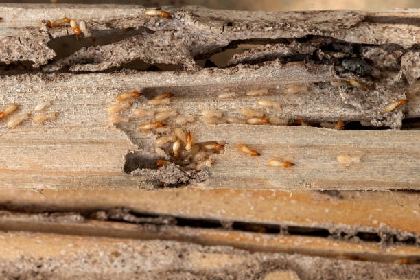 Best Termite Control Services  in Canal Winchester, OH